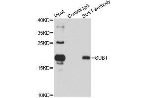 Immunoprecipitation analysis of 150ug extracts of HL60 cells using 3ug SUB1 antibody.