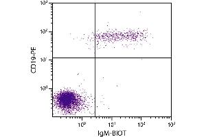 Human peripheral blood lymphocytes were stained with Goat F(ab’)2 Anti-Human IgM-BIOT and Mouse Anti-Human CD19-PE. (Goat anti-Human IgM Antibody (Biotin))