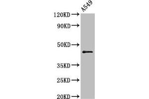 Western Blot Positive WB detected in: A549 whole cell lysate All lanes: CCNB2 antibody at 2. (Cyclin B2 antibody  (AA 7-163))