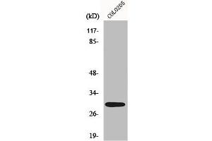 Western Blot analysis of COLO205 cells using MRP-L9 Polyclonal Antibody (MRPL9 antibody  (C-Term))