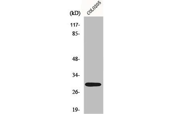 MRPL9 Antikörper  (C-Term)