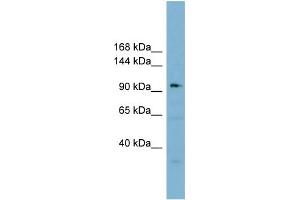 WB Suggested Anti-SART3 Antibody Titration:  0. (SART3 antibody  (Middle Region))