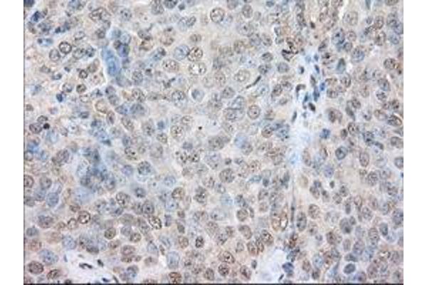 SNX9 antibody