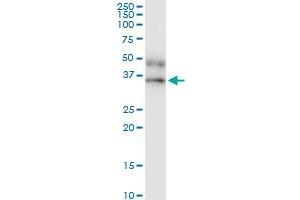 Immunoprecipitation of IFNGR2 transfected lysate using anti-IFNGR2 MaxPab rabbit polyclonal antibody and Protein A Magnetic Bead , and immunoblotted with IFNGR2 MaxPab mouse polyclonal antibody (B01) . (IFNGR2 antibody  (AA 1-337))