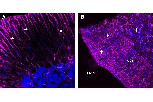 Expression of GFAP in rat cerebellum and hypothalamus. (GFAP antibody  (Intracellular) (Atto 647N))