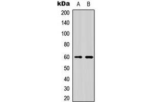 Western blot analysis of NFIL3 expression in HeLa (A), K562 (B) whole cell lysates. (NFIL3 antibody  (Center))