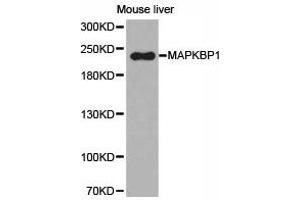 Western Blotting (WB) image for anti-Mitogen-Activated Protein Kinase Binding Protein 1 (MAPKBP1) antibody (ABIN2650930) (MAPKBP1 antibody)