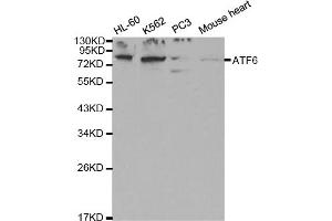 Western blot analysis of extracts of various cell lines, using ATF6 antibody (ABIN5970036) at 1/1000 dilution. (ATF6 antibody  (C-Term))