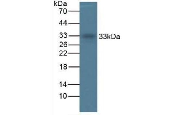 TPSAB1 antibody  (AA 161-262)