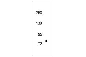 Western blot analysis of hTRKC-C45 (ABIN392066 and ABIN2841829) in 293 cell line lysates (35 μg/lane). (NTRK3 antibody  (N-Term))