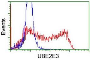 Image no. 1 for anti-Ubiquitin-Conjugating Enzyme E2E 3 (UBE2E3) antibody (ABIN1501622) (UBE2E3 antibody)