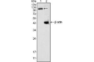 Western blot analysis using DAXX mouse mAb against K562 cell lysate (1). (DAXX antibody)