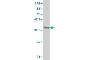 Western Blot detection against Immunogen (33. (GBX2 antibody  (AA 114-182))
