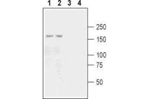 Western blot analysis of mouse (lanes 1 and 3) and rat (lanes 2 and 4) brain membranes: - 1,2. (GRIK3 antibody  (Extracellular, N-Term))
