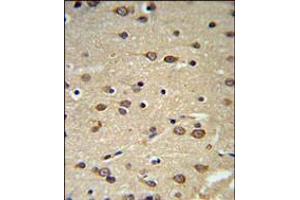 DLK2 Antibody IHC analysis in formalin fixed and paraffin embedded brain tissue followed by peroxidase conjugation of the secondary antibody and DAB staining. (DLK2 antibody  (C-Term))
