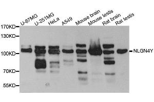 Western blot analysis of extract of various cells, using NLGN4Y antibody. (Neuroligin Y antibody)