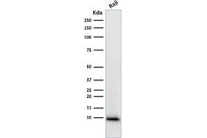 Ubiquitin B antibody  (AA 1-119)