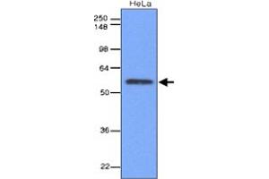 Western blot analysis of cell lysates of HeLa (40 ug) were resolved by SDS - PAGE , transferred to NC membrane and probed with IRF3 monoclonal antibody , clone 3F10 (1 : 1000) .