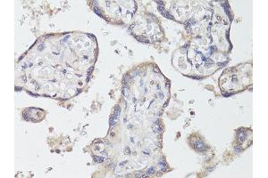 Immunohistochemistry of paraffin-embedded human placenta using NTRK2 antibody (ABIN6290695) at dilution of 1:200 (40x lens). (TRKB antibody)
