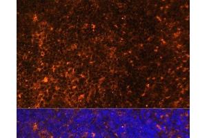 Immunofluorescence analysis of Rat spleen using CCL19 Polyclonal Antibody at dilution of 1:100 (40x lens). (CCL19 antibody)