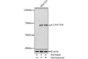 Western blot analysis of extracts of NIH/3T3 cells, using Phospho-Cdc6-S54 Rabbit mAb (ABIN7266260) at 1:1000 dilution. (CDC6 antibody  (pSer54))
