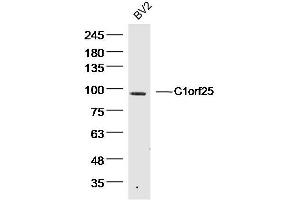 BV2 Mouse Cell lysates probed with C1orf25 Polyclonal Antibody, unconjugated  at 1:300 overnight at 4°C followed by a conjugated secondary antibody for 60 minutes at 37°C. (TRMT1L antibody)
