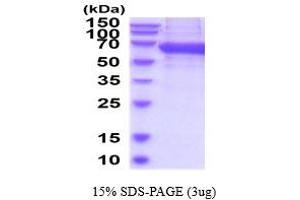 SDS-PAGE (SDS) image for Natural Cytotoxicity Triggering Receptor 1 (NCR1) (AA 17-255) protein (hIgG-His-tag) (ABIN6387914)