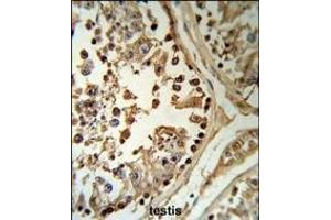 SETD8 Antibody (Center) (R) IHC analysis in formalin fixed and paraffin embedded human testis tissue followed by peroxidase conjugation of the secondary antibody and DAB staining. (SETD8 antibody  (AA 220-249))