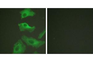 TNF-a + -Immunofluorescence analysis of HeLa cells, treated with TNF-a (20nM, 15mins), using HSP90B (Ab-254) antibody (#B0013). (HSP90AB1 antibody  (Ser254))