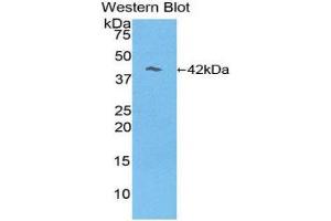 Western Blotting (WB) image for anti-Reelin (RELN) (AA 3143-3461) antibody (ABIN1860423)