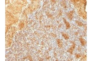 Immunohistochemistry (IHC) image for anti-Cytochrome C, Somatic (CYCS) (AA 93-104) antibody (ABIN3024593)