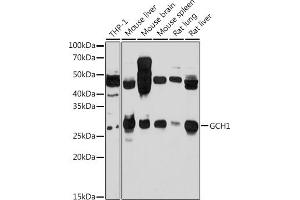 Western blot analysis of extracts of various cell lines, using GCH1 antibody (ABIN7267525) at 1:1000 dilution. (GCH1 antibody  (AA 1-250))