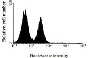 Profile of natural killer (NK) cells analyzed by flow cytometry. (KIR2DL3 antibody  (AA 19-161))