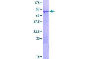 TEKT2 Protein (AA 1-430) (GST tag)