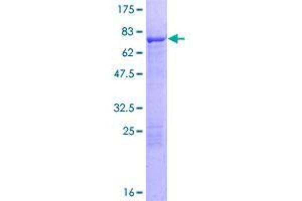 TEKT2 Protein (AA 1-430) (GST tag)