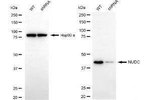 Western blotting analysis using NUDC antibody (ABIN7799685).
