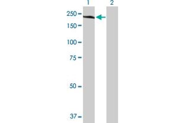 HISPPD2A antibody  (AA 1-1433)