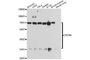Western blot analysis of extracts of various cell lines, using CXCR4 antibody. (CXCR4 antibody  (AA 1-100))