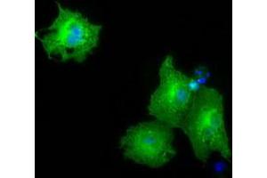 Immunofluorescence (IF) image for anti-Pyruvate Kinase, Liver and RBC (PKLR) antibody (ABIN1500244) (PKLR antibody)