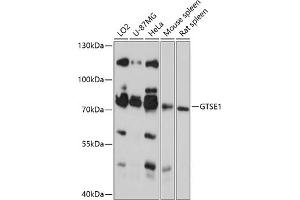 Western blot analysis of extracts of various cell lines, using GTSE1 antibody (ABIN6130407, ABIN6141523, ABIN6141525 and ABIN6218071) at 1:3000 dilution. (GTSE1 antibody  (AA 30-290))