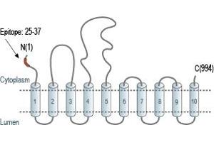 Representative domain view of the target of ABIN7884779.