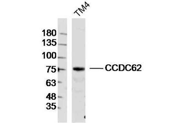 CCDC62 Antikörper  (AA 1-100)