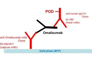 Image no. 2 for Omalizumab specific ELISA Kit (ABIN3172725) (Omalizumab specific ELISA Kit)
