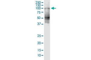 SHCBP1 monoclonal antibody (M04), clone 1G8. (SHCBP1 antibody  (AA 1-672))