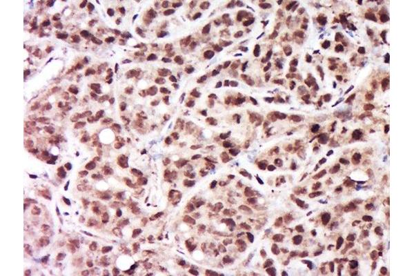 CCDC58 antibody  (AA 71-144)