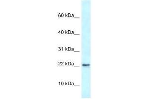 Western Blot showing Rbm3 antibody used at a concentration of 1. (RBM3 antibody  (N-Term))