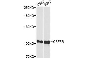 Western blot analysis of extracts of various cell lines, using CSF3R antibody (ABIN5975155) at 1/1000 dilution. (CSF3R antibody)