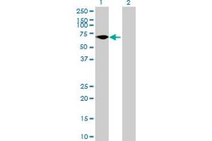 Western Blot analysis of FLJ38451 expression in transfected 293T cell line by FLJ38451 MaxPab polyclonal antibody. (ZNF792 antibody  (AA 1-553))