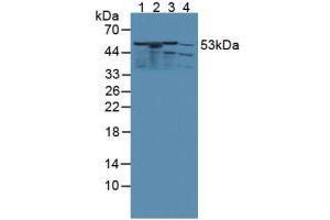 Western blot analysis of (1) Rat Kidney Tissue, (2) Rat Spleen Tissue, (3) Rat Liver Tissue and (4) Rat Heart Tissue. (KMO antibody  (AA 1-282))