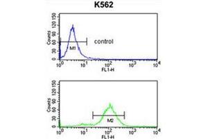 APOBEC3F Antibody (N-term) flow cytometry analysis of K562 cells (bottom histogram) compared to a negative control cell (top histogram).